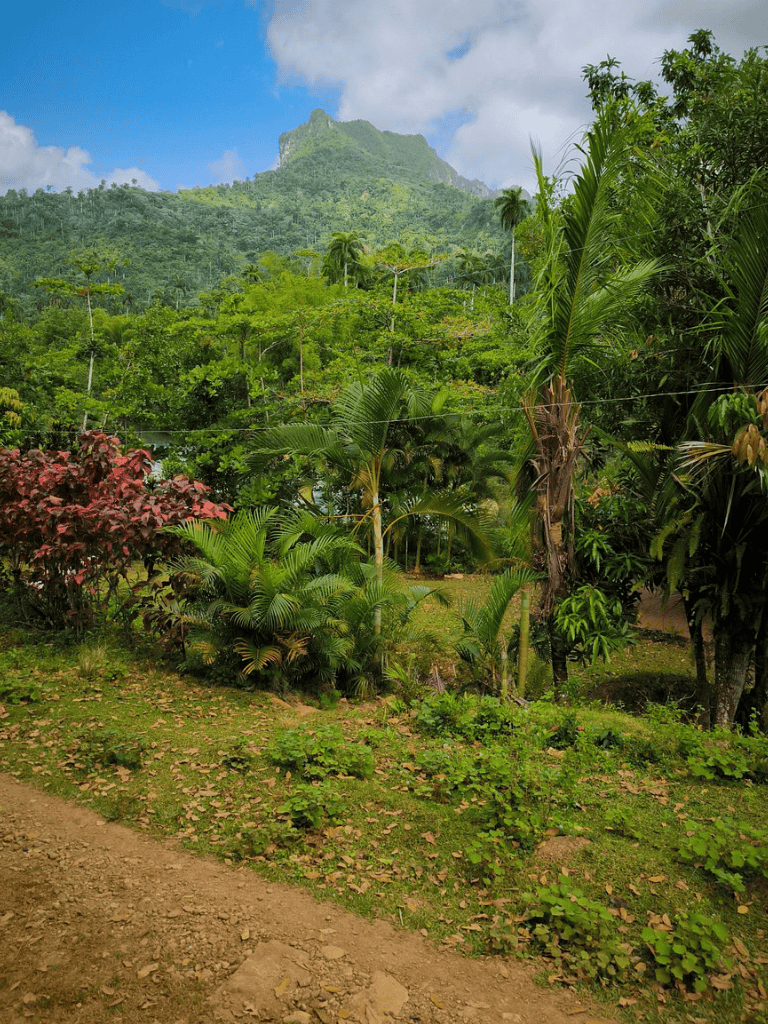 Vibrant tropical jungle landscape with lush greenery and mountain backdrop.