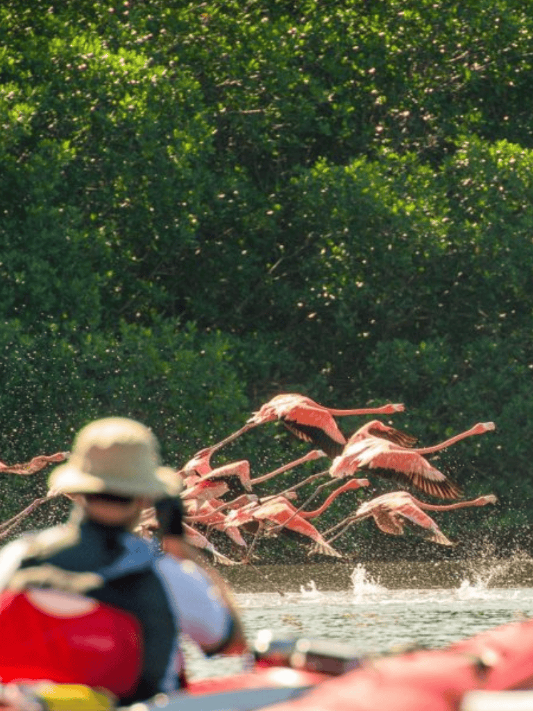 Colorful flamingos taking flight over water with lush green trees in the background.