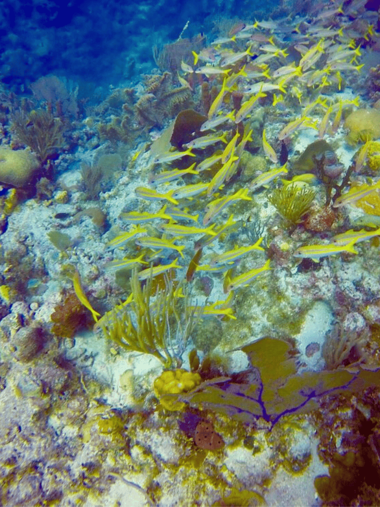 School of yellowfin fish swimming over a vibrant coral reef underwater scene.