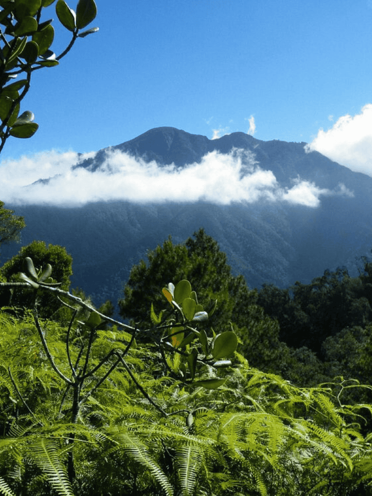 Lush green forest and mountain scenery in the rainforest.