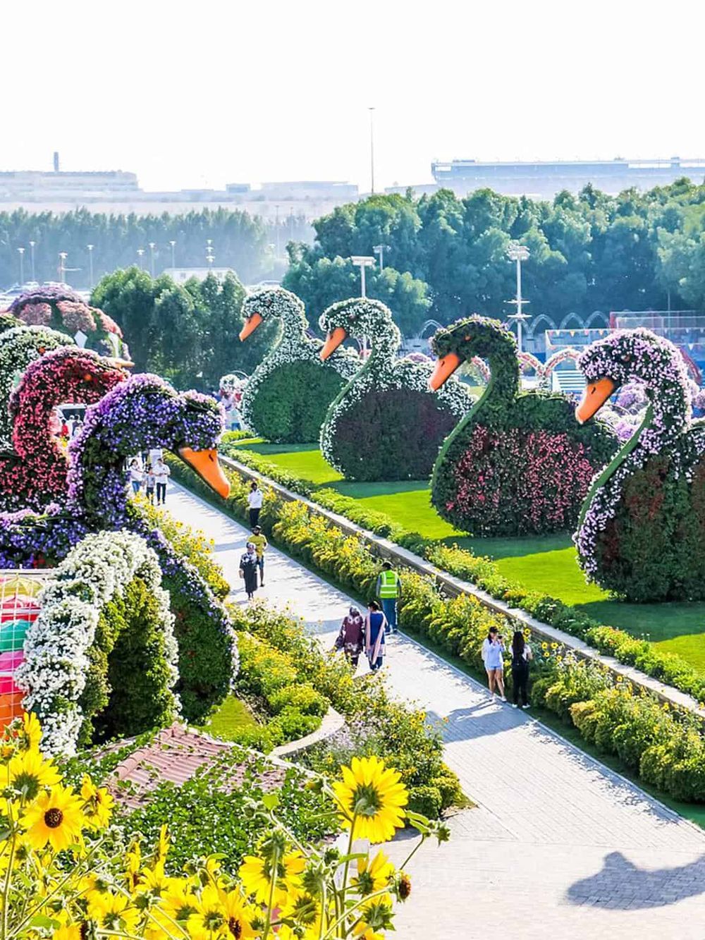 Colorful floral swan sculptures at QuestForDirections garden, a popular outdoor floral display and public attraction.