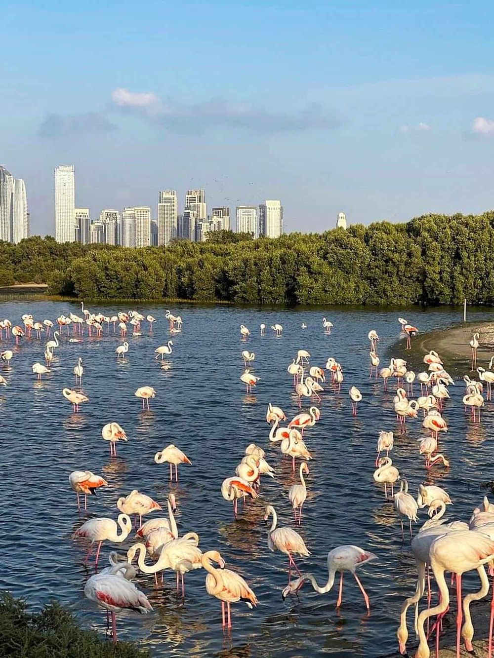 Flamingos in a city park pond with skyscrapers in the background, showcasing urban wildlife and skyline views.