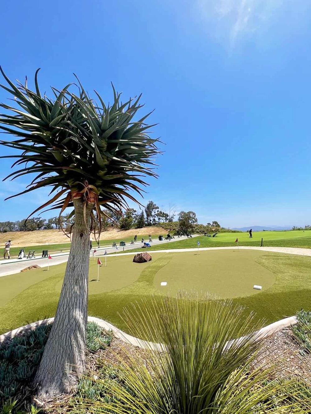 Vibrant golf course with lush green grass under clear blue sky, featuring desert plants and trees for outdoor recreation.