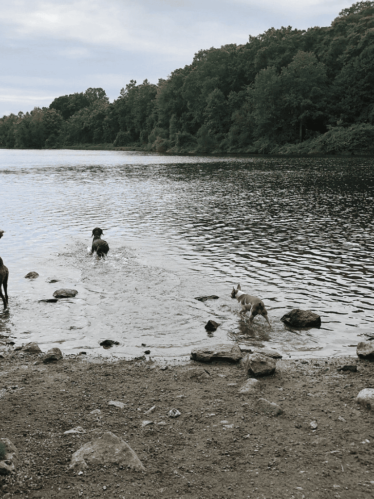 Dogs playing by the river at outdoor summer adventure.