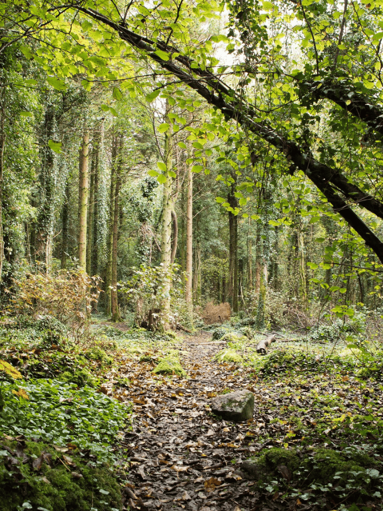 Lush green forest trail with tall trees and dense foliage, ideal for hiking and outdoor exploration.