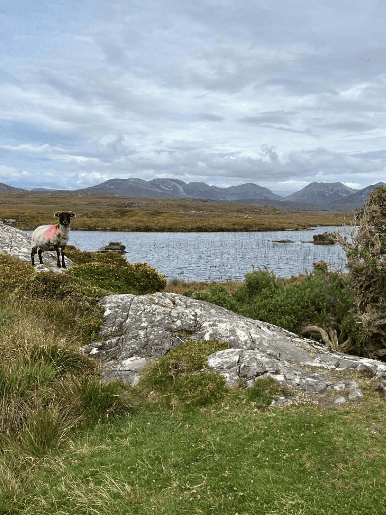 Sheep near a lake in scenic mountain landscape, Ireland.
