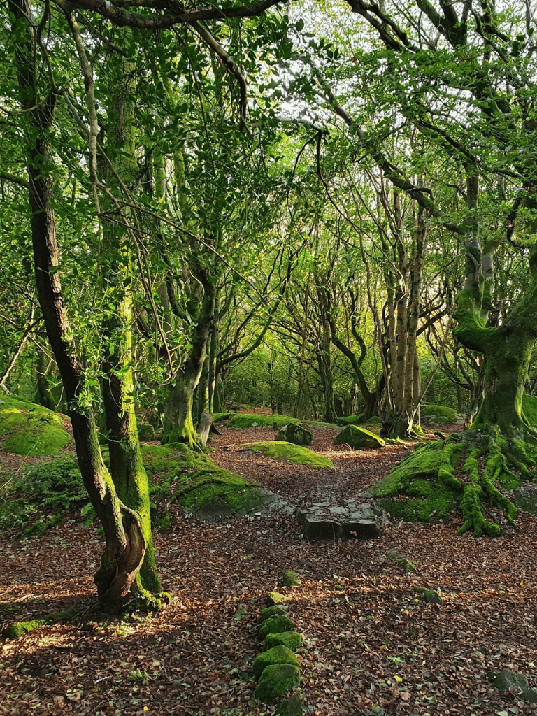 Lush green forest with moss-covered trees and a natural trail, ideal for nature walks and outdoor exploration.