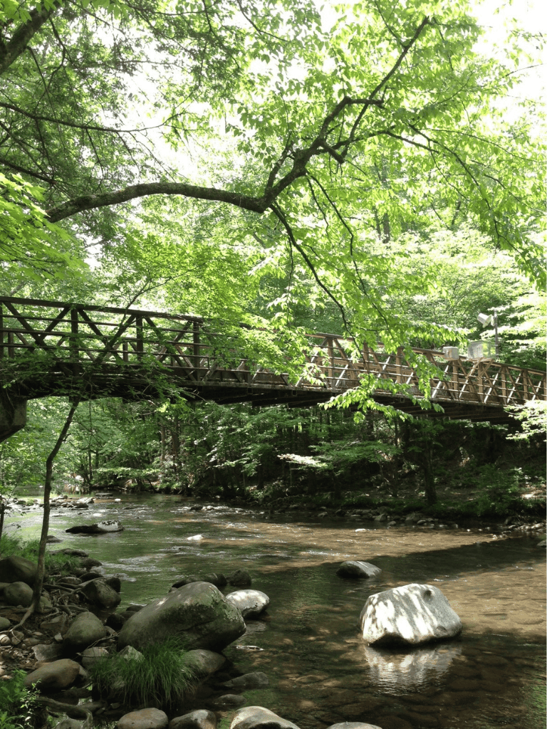 Lush green tree canopy over a serene river with a wooden bridge in a natural forest setting.