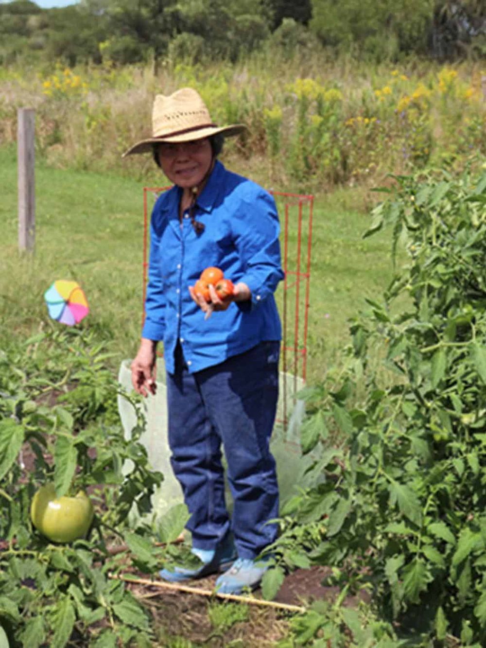 Colorful woman harvesting tomatoes in garden with lush greenery, soil, and vibrant plants.
