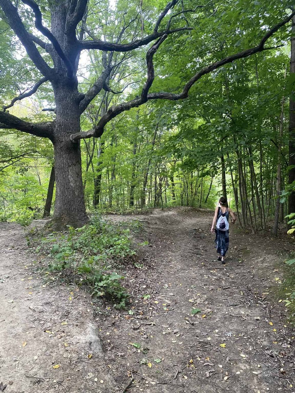 Serene forest trail with lush green trees, ideal for outdoor adventure and nature exploration.