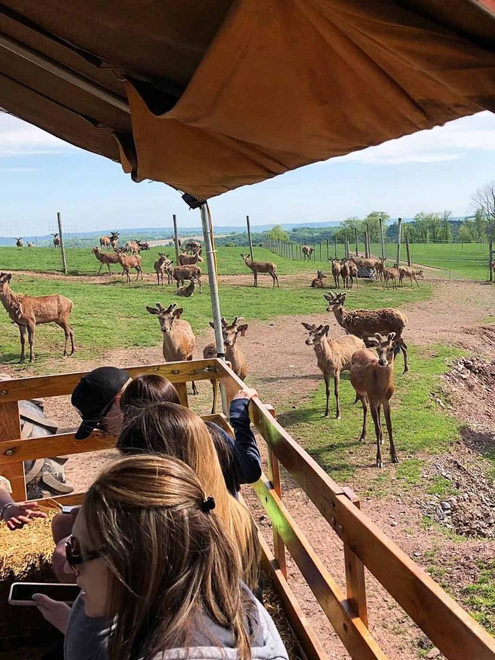 Deer watching at a farm, family enjoying a guided tour and wildlife viewing experience on a sunny day.