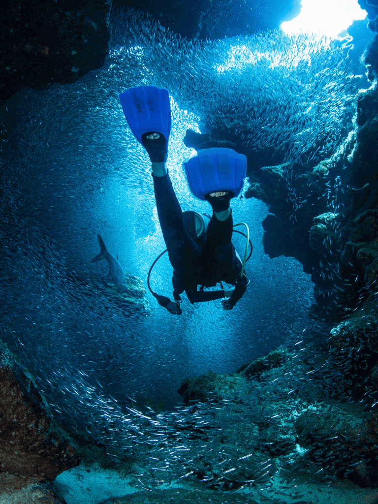 Swimmer exploring vibrant coral reef with schools of fish in clear blue ocean water.
