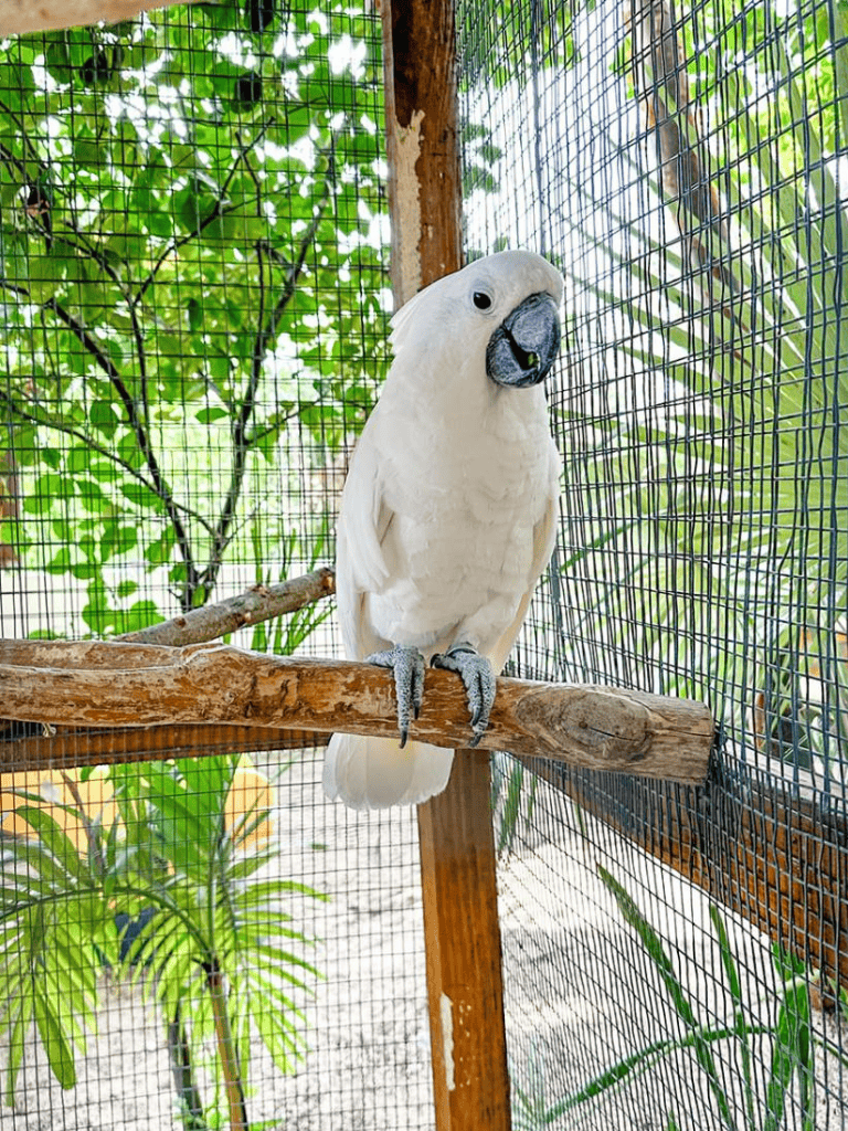 White cockatoo perched on wooden branch inside zoo enclosure, surrounded by lush green foliage.