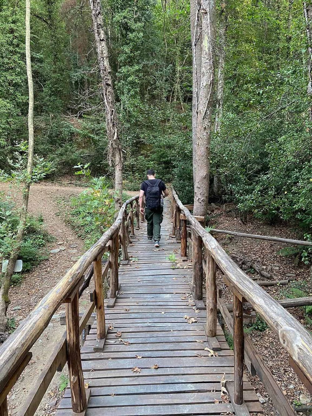 Serene forest trail on a wooden bridge, perfect for outdoor adventures and nature exploration.
