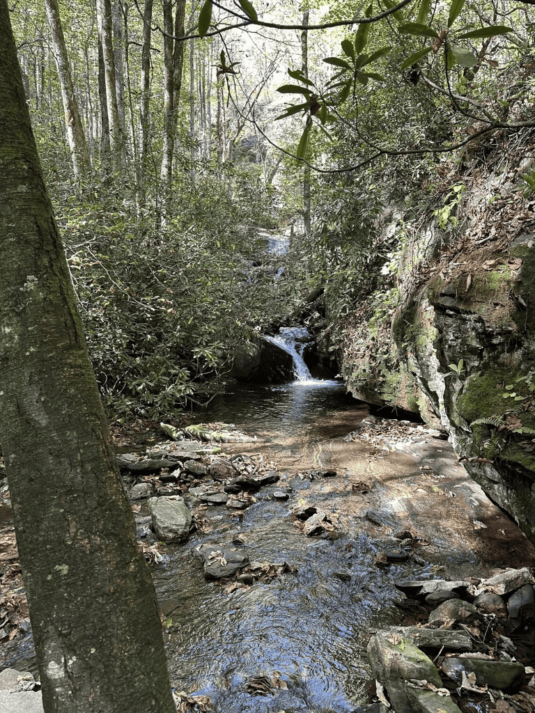 Tranquil forest creek with small waterfall and lush greenery, scenic nature view for outdoor enthusiasts.