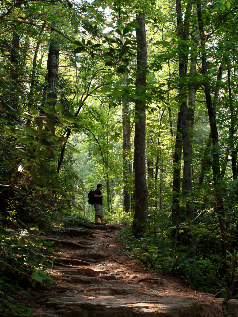 Exploring forest trail with hiker in lush green woods for outdoor adventure and nature exploration.
