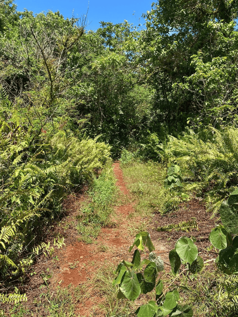 Overgrown trail through lush green jungle with dense foliage and clear sky overhead.