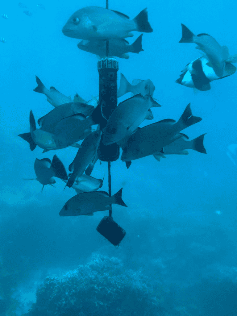 School of fish swimming underwater near coral reef.