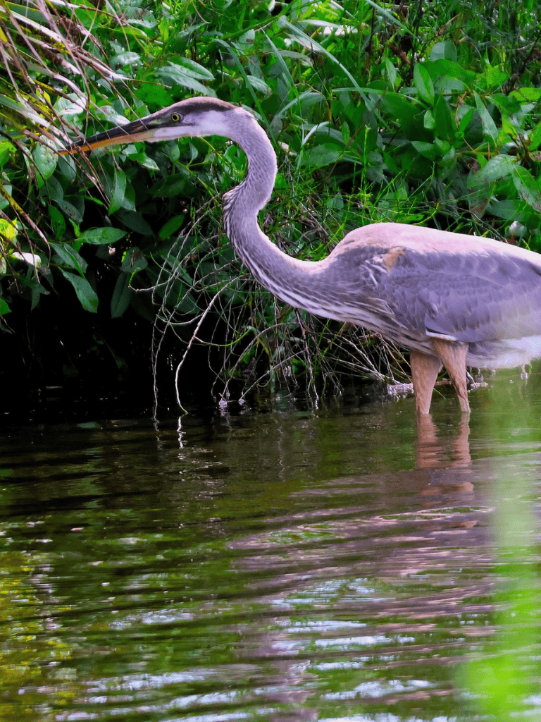 Heron wading in water among lush green vegetation.