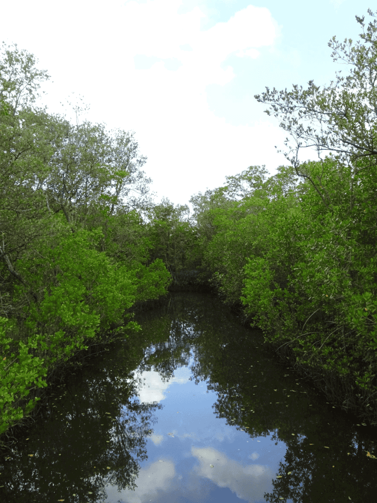 Serene mangrove canal with lush green foliage and reflective water, ideal for nature exploration.