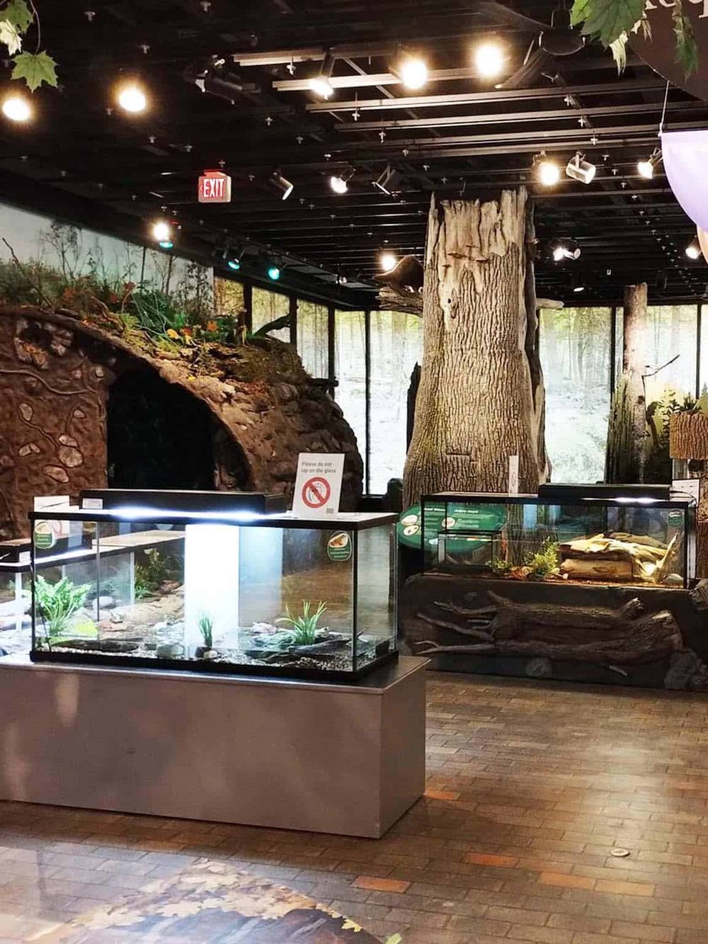 Lush indoor rainforest exhibit with trees, naturalistic rocks, and terrariums at Quest for Directions.