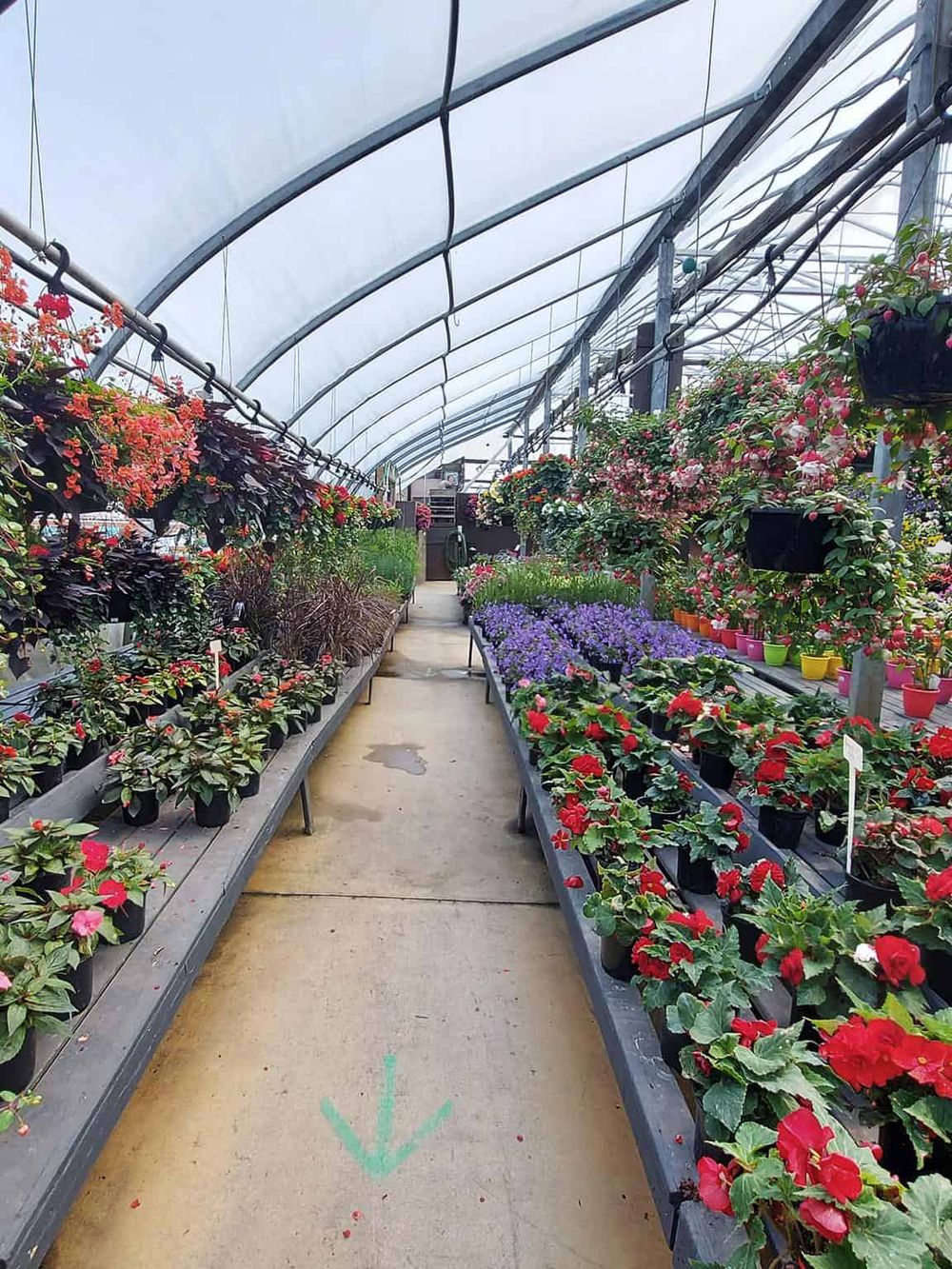 Colorful greenhouse with vibrant flowers and plants for gardening and outdoor décor.