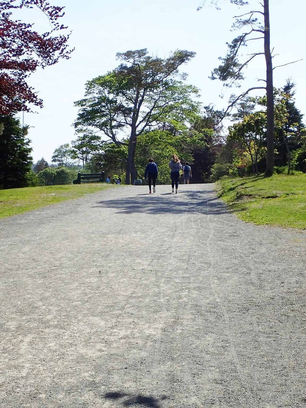 Serene park pathway with people walking under lush green trees, ideal for outdoor exploration and tranquility.
