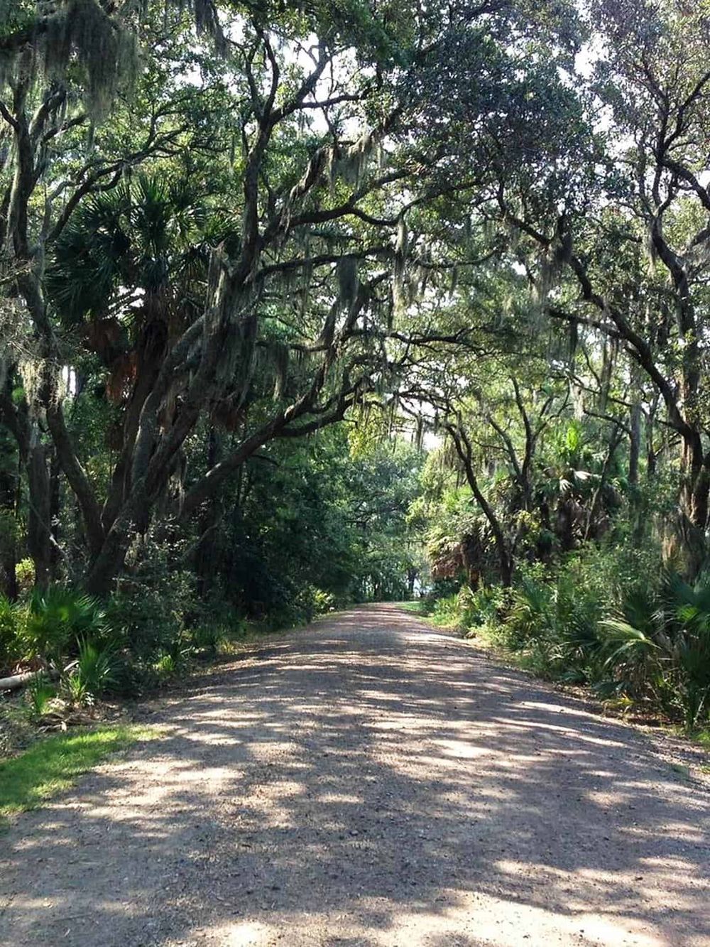 Lush forest road surrounded by towering trees and hanging moss, ideal for nature exploration and outdoor adventures.