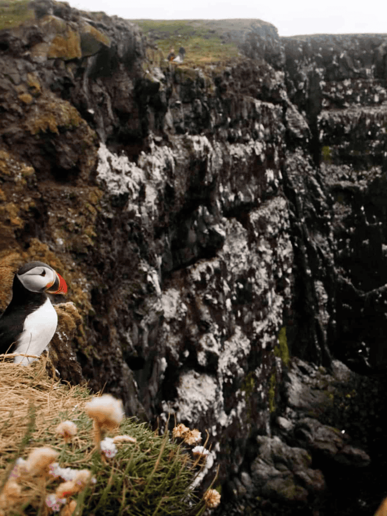 Majestic puffin on cliffside with ocean in background, Icelandic landscape, bird conservation, nature photography.