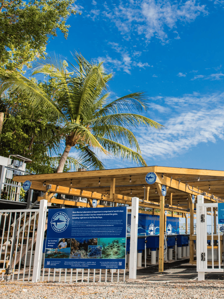Bright blue sky with a palm tree at Oceanography Marine Laboratory and Aquarium, Florida, featuring marine science exhibits and aquariums.