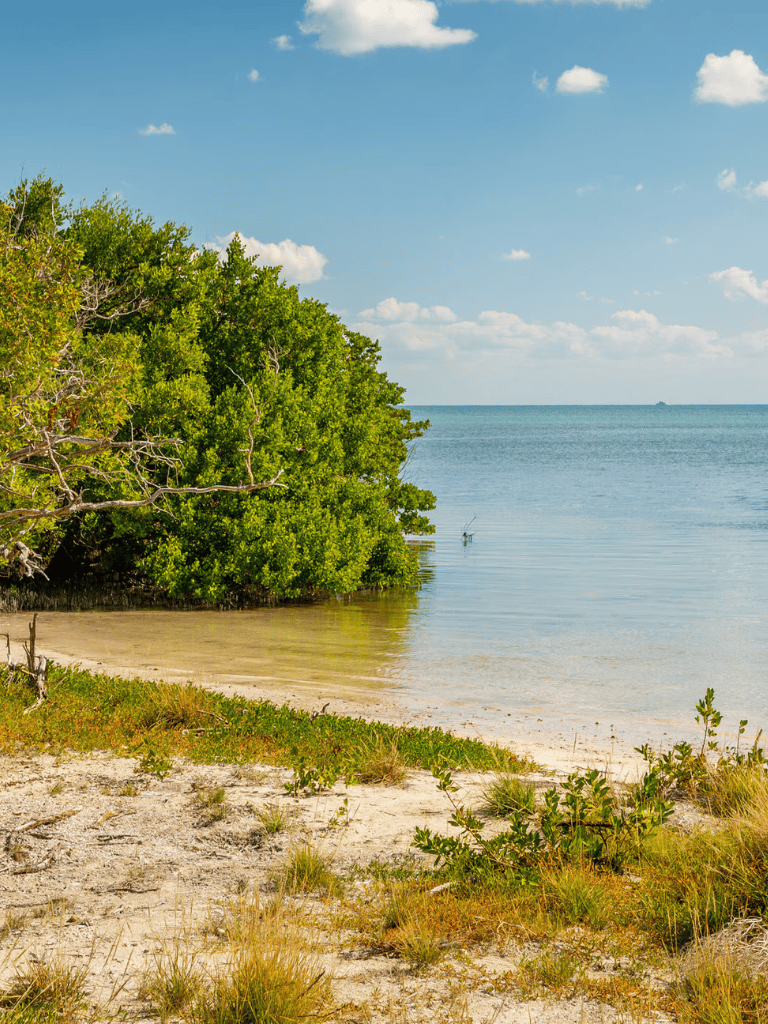Tranquil beach scene with lush green trees, sandy shore, and calm ocean waters under a blue sky.