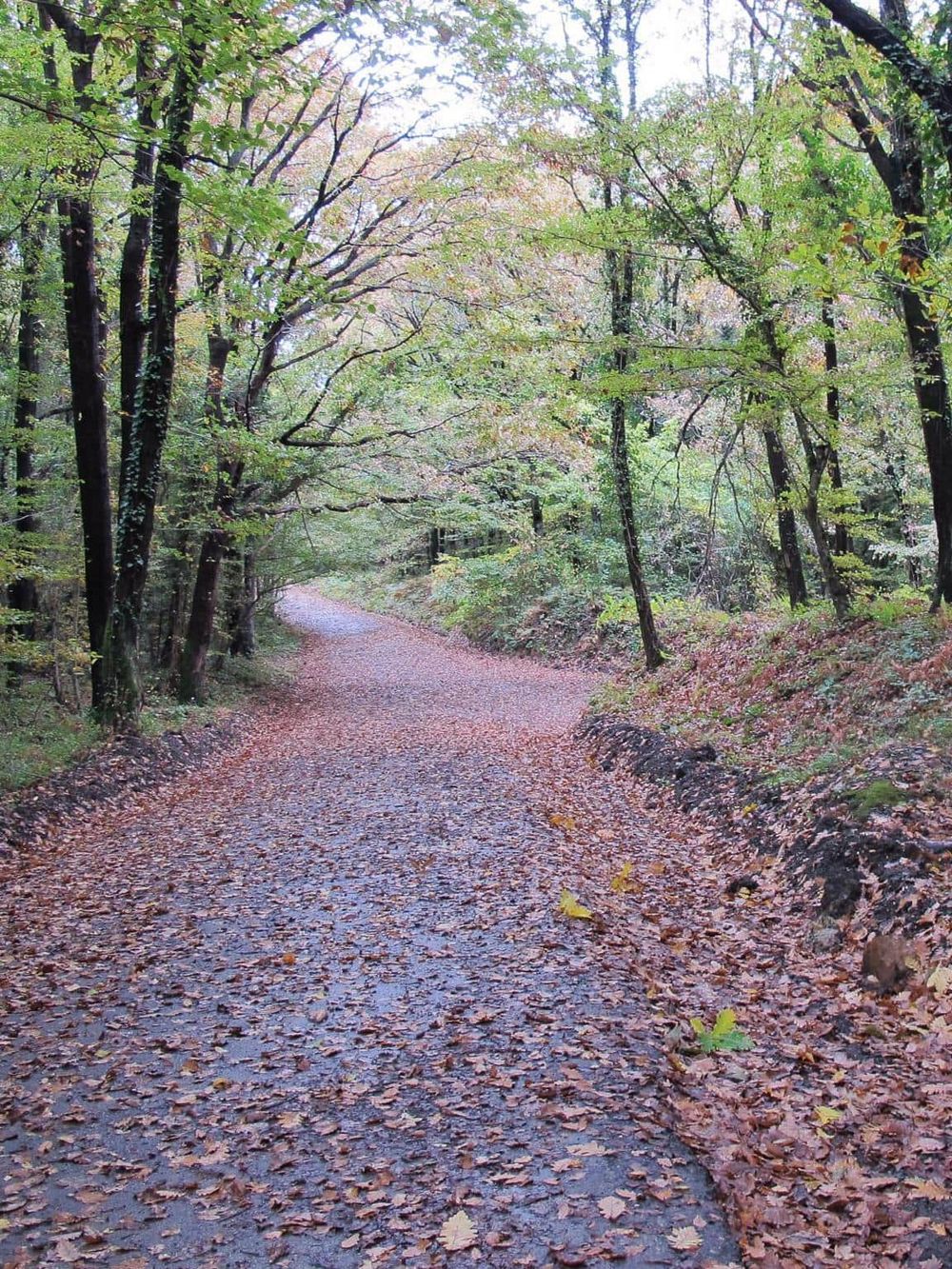 Serene forest trail surrounded by lush trees and fallen autumn leaves, perfect for nature walks and outdoor exploration.