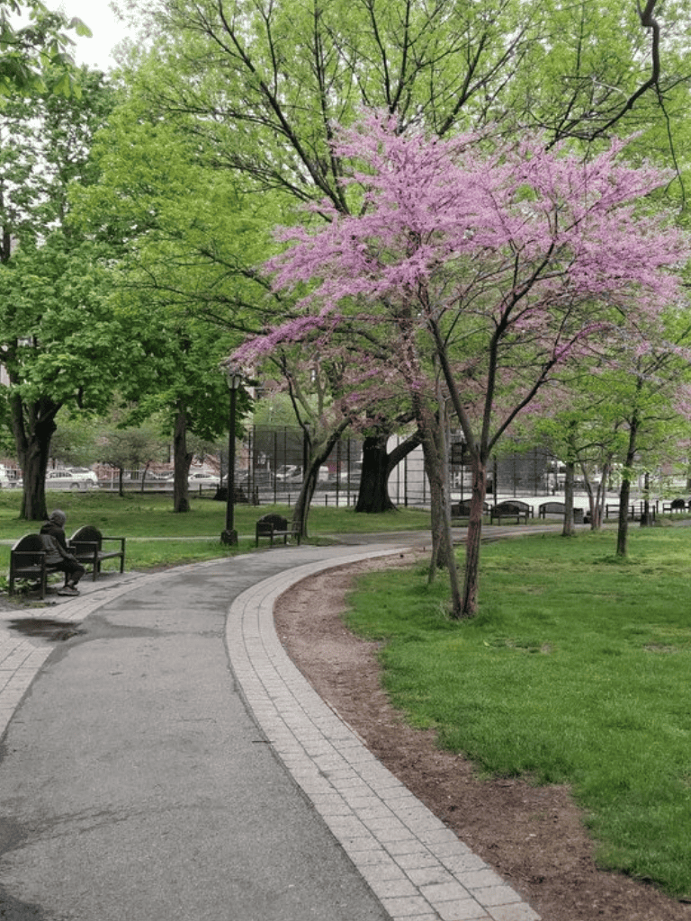 Colorful park with blooming pink cherry blossom trees and a walking path, promoting peaceful outdoor exploration.