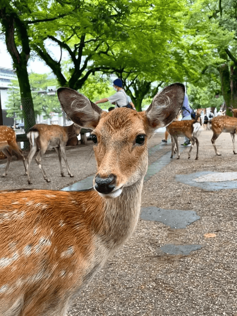 Cute deer in a park with children and lush green trees - visitor's guide to deer encounters.