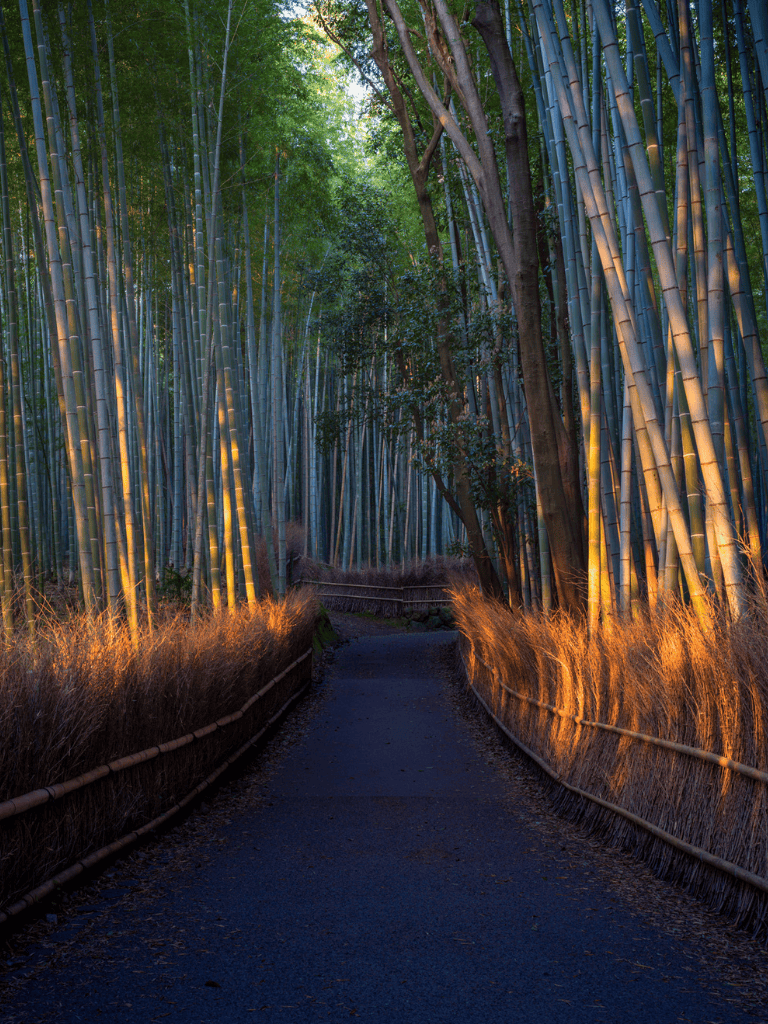 Serene bamboo forest pathway illuminated at dusk with ambient lighting.