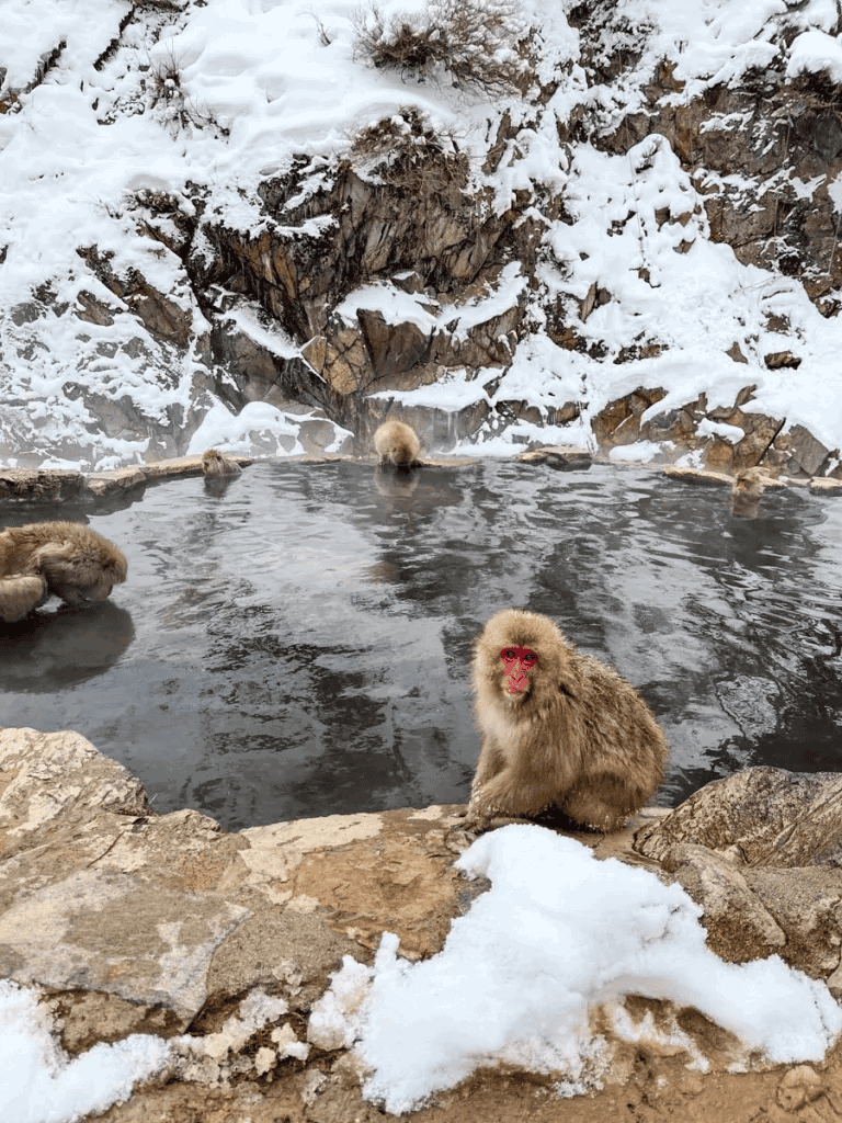 Cute Japanese macaque soaking in hot spring during winter in snowy landscape, wildlife, outdoor nature scene, QuestForDirections.