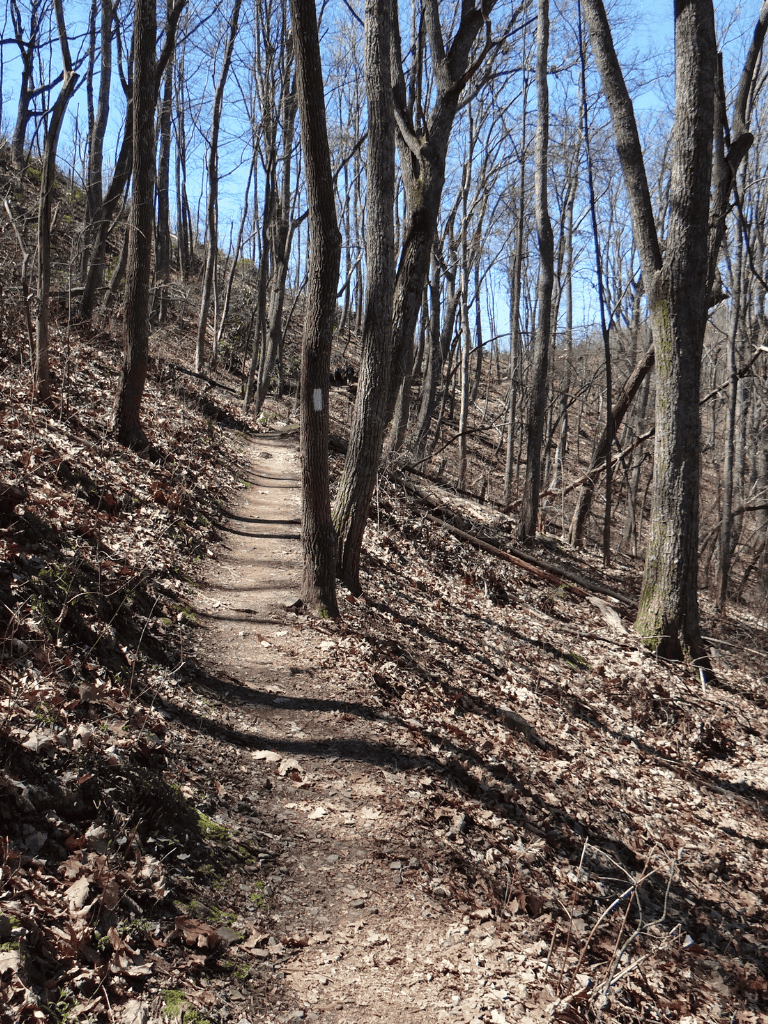 Winding dirt trail through bare woods during early spring.