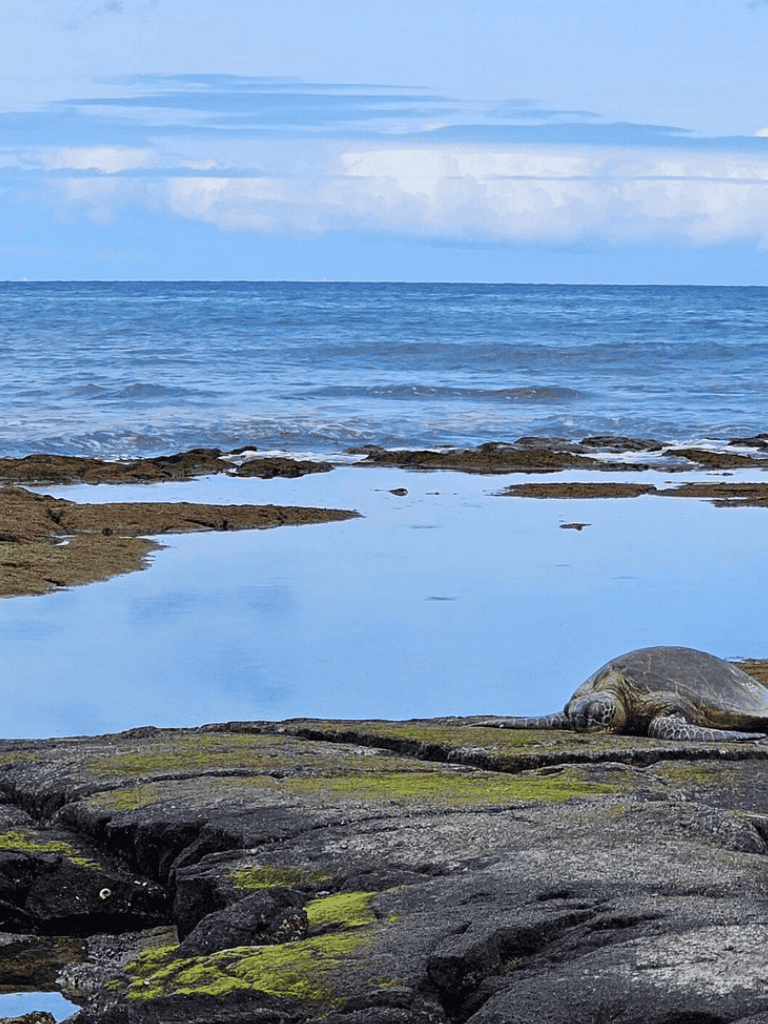 Seaside view with a turtle resting on rocks near the ocean, blue sky, and calm waters, highlighting coastal wildlife and scenic ocean landscapes.