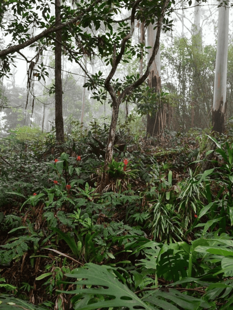Lush tropical rainforest with dense green foliage and misty environment, diverse jungle plant life.
