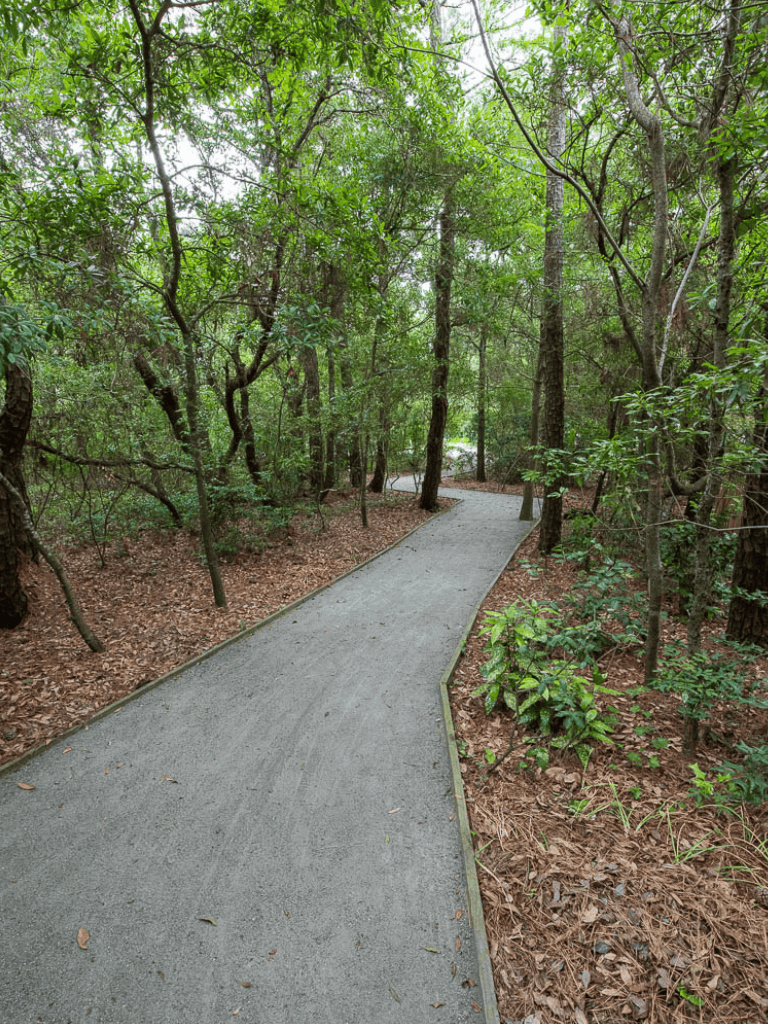 Smooth forest pathway surrounded by lush green trees and foliage, perfect for nature walks and outdoor adventures.