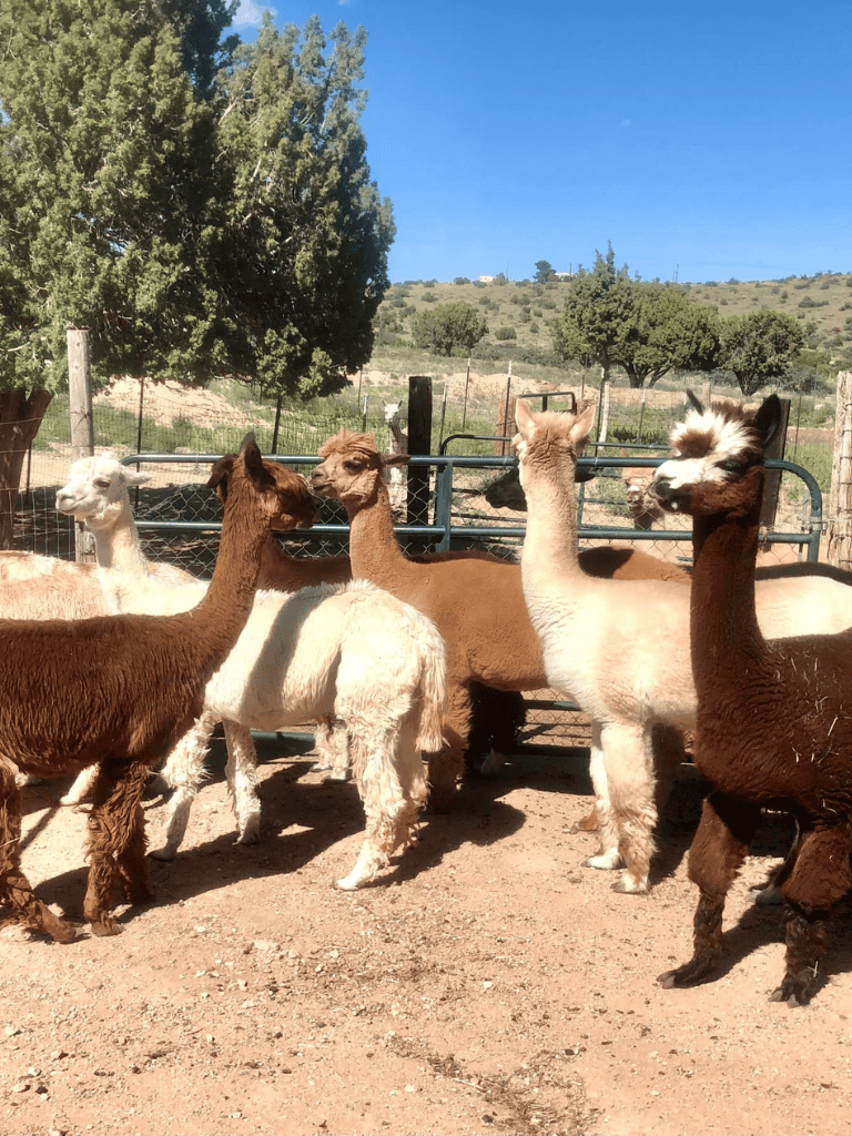 Alpacas on a farm, scenic rural landscape, outdoor animal sanctuary, Quest for Directions alpaca farm experience.