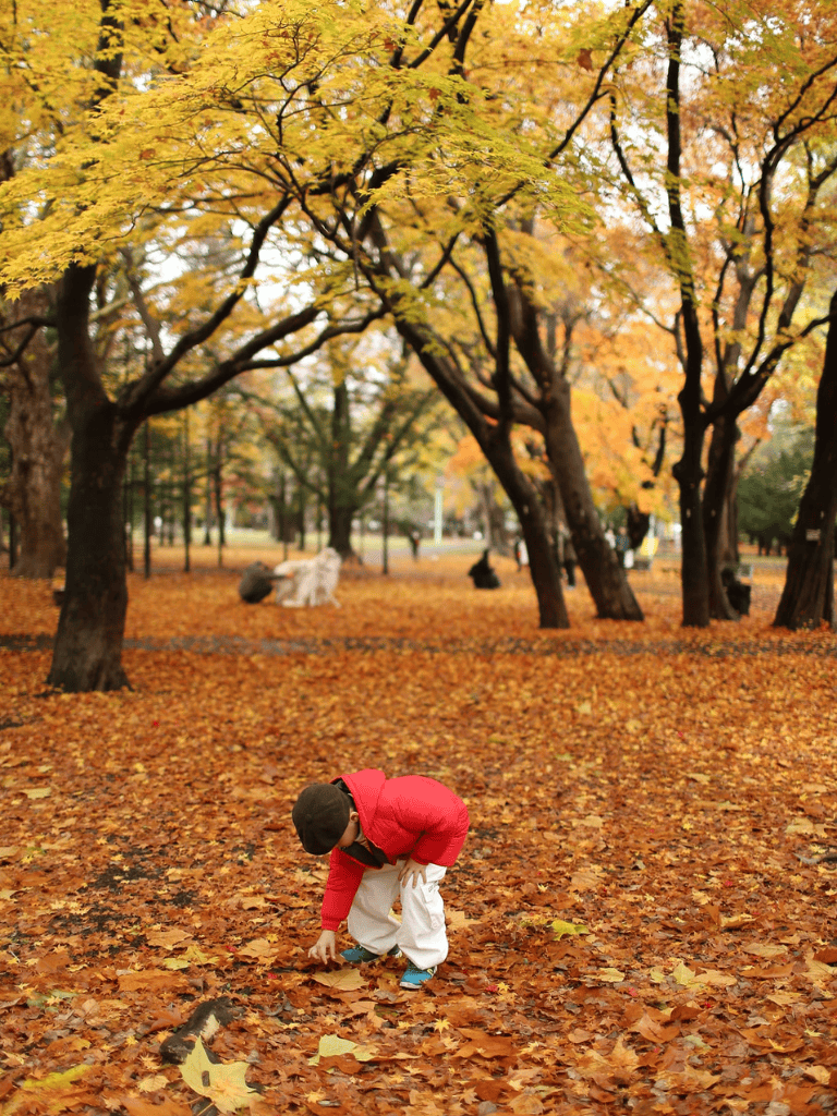 1. Child picking up fallen leaves in autumn park.