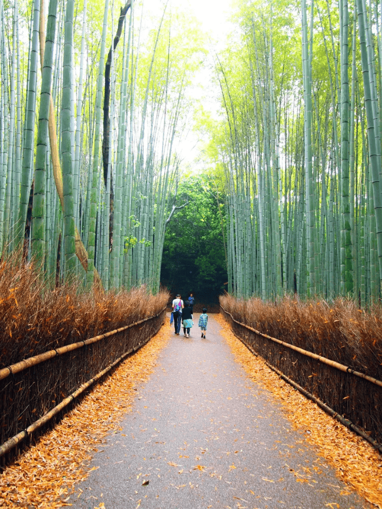 Lush bamboo forest walkway with family, scenic nature trail, Japan travel destination, eco-tourism adventure.