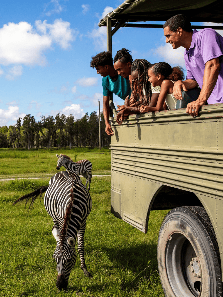 Zebra safari tour with family from QuestForDirections in lush green landscape.