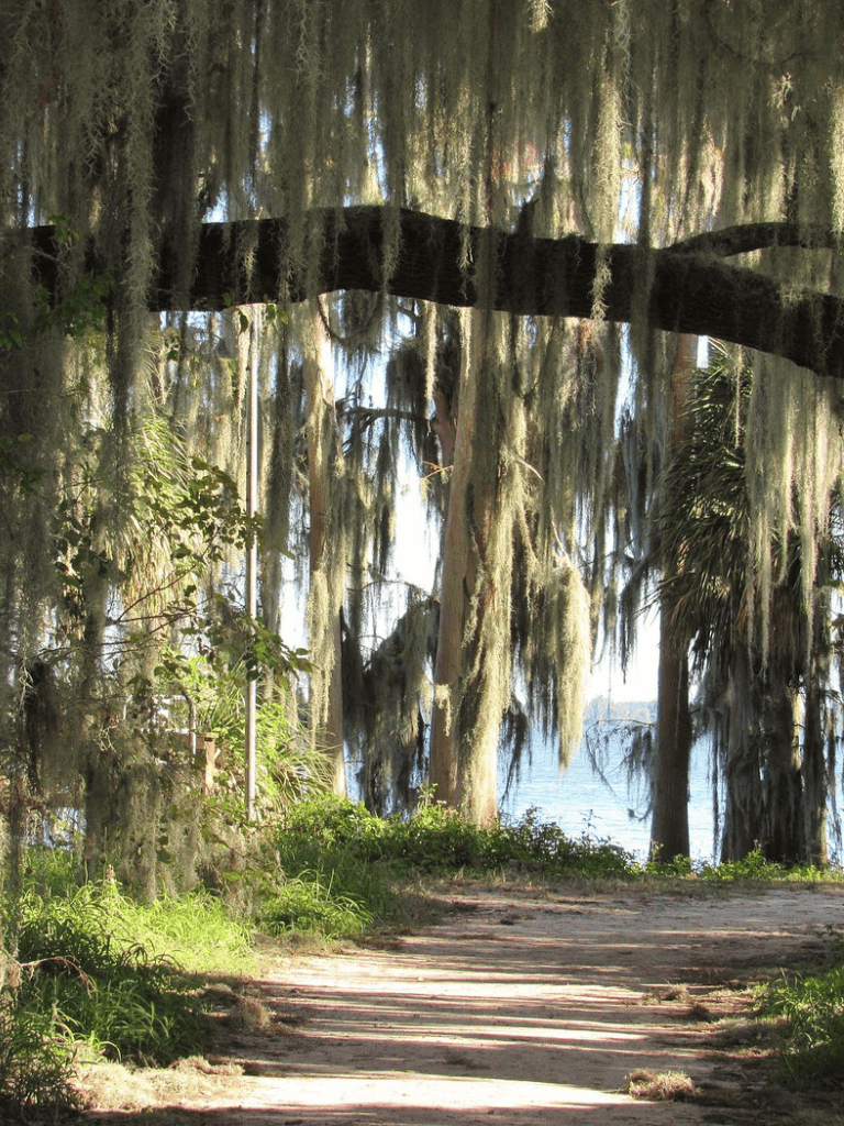 Lush forest path leading to water with Spanish moss hanging from trees.