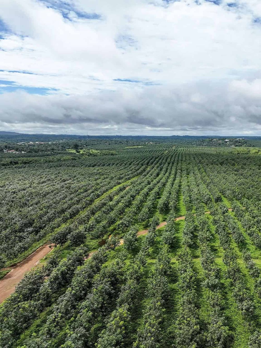 Vineyard landscape with lush green grapevines under a partly cloudy sky, ideal for winemaking and agricultural tourism.