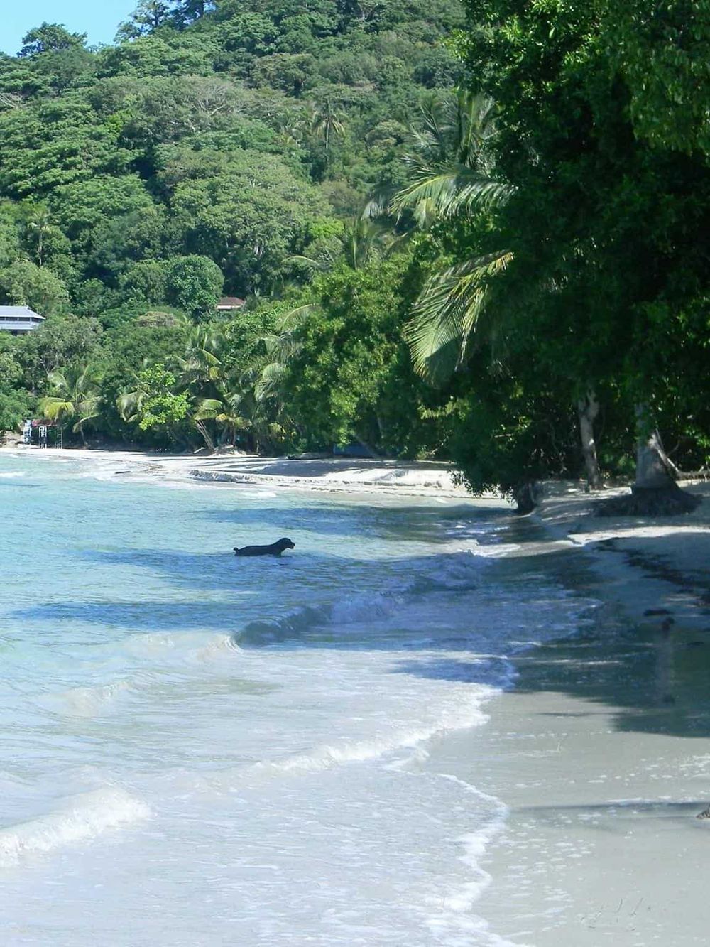 Lush tropical beach with green palm trees and clear ocean waters, perfect for nature and travel adventures.