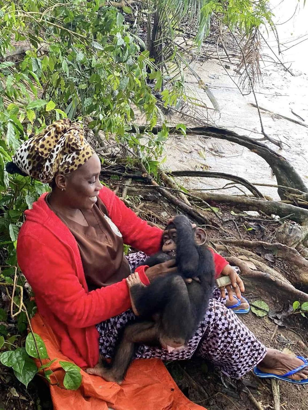 Adorable baby chimpanzee with caregiver in a lush, jungle setting.