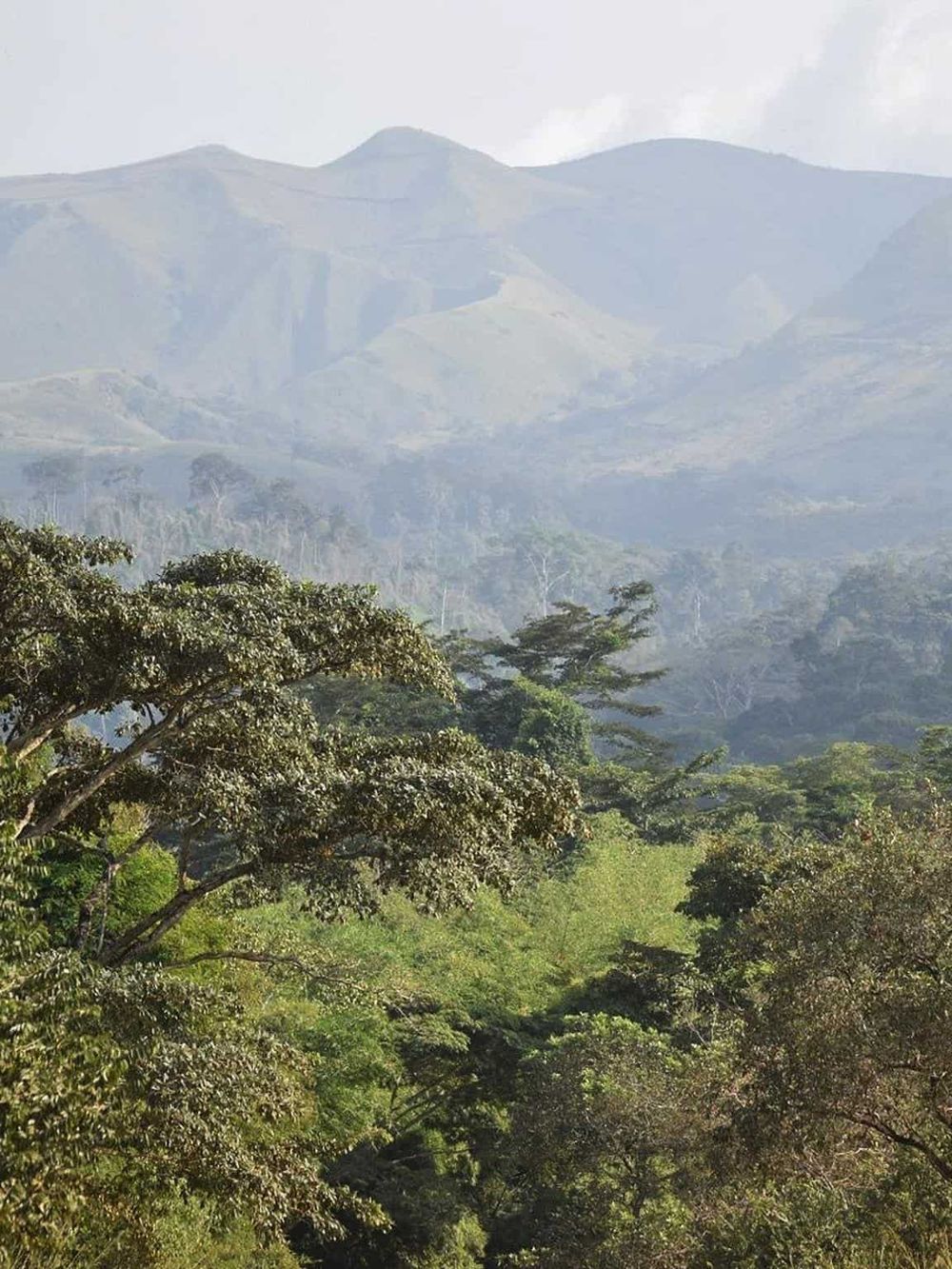 Vast green tropical rainforest with mountain ranges, lush trees, and misty hills in the background.