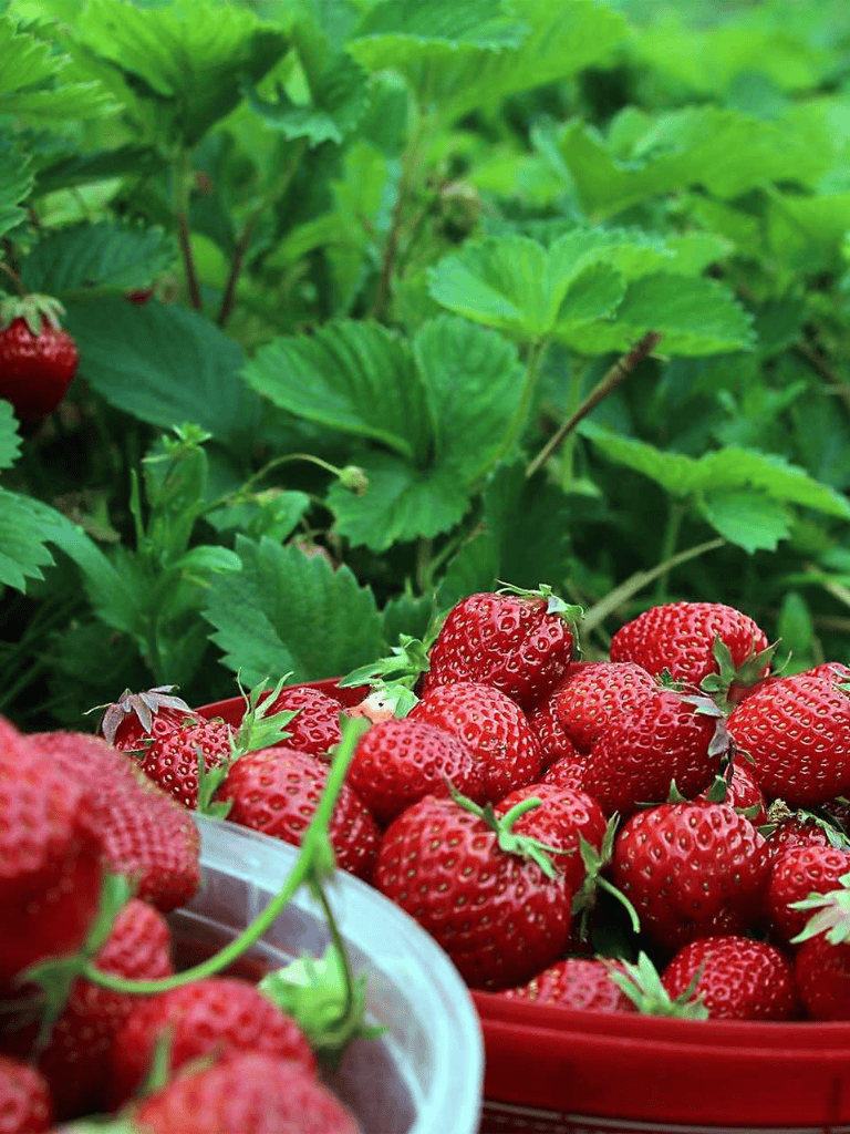 Fresh ripe strawberries in a garden setting for healthy fruit harvesting.